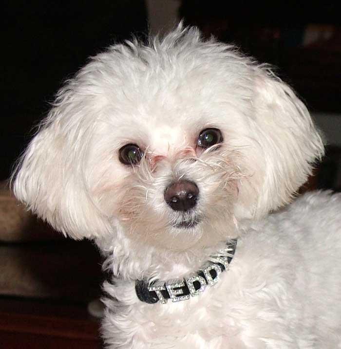 Teddy