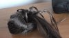 Hair critter.JPG Hair critter.JPG