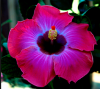 flower.png