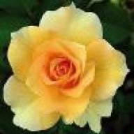 rumbarose