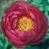 blossomingsalsadancer