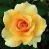 rumbarose