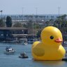 Duck