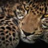 Lilacleopard5