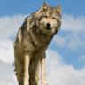 Wolfie
