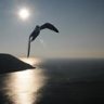 LivingstonSeagull