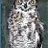 Phil Owl
