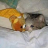 rippytrippy